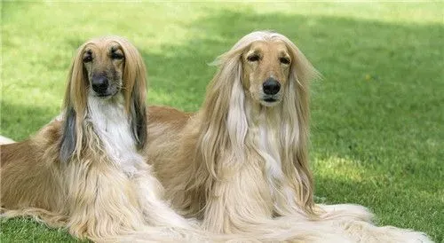 阿富汗猎犬凶猛排名 比较厉害的狗狗 | 阿富汗猎犬