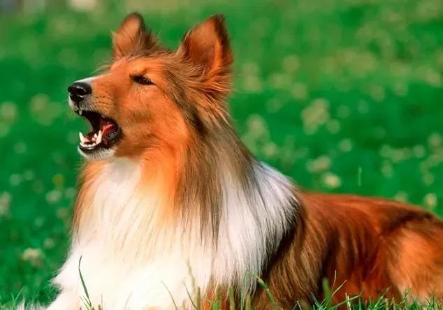 苏格兰牧羊犬智商排名 智商排名中为第16名 | 苏格兰牧羊犬
