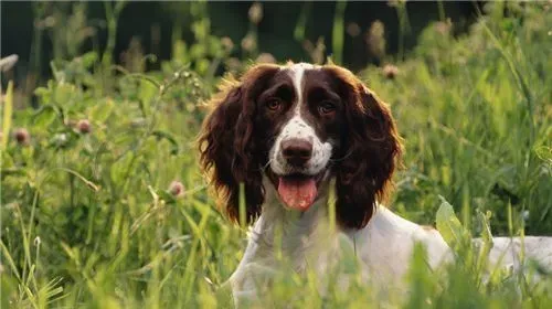 英国史宾格犬是古老的犬种 英国史宾格犬特征 | 史宾格犬