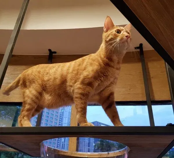 猫咪游乐园主题餐厅  成为未来流浪喵们的庇护所 | 猫