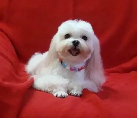 马尔济斯|初次喂养马尔济斯犬 如何给它食用狗粮