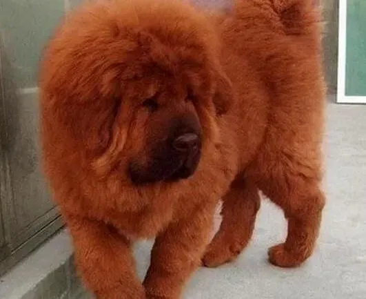 藏獒|怎样养成藏獒合理的饮食习惯需