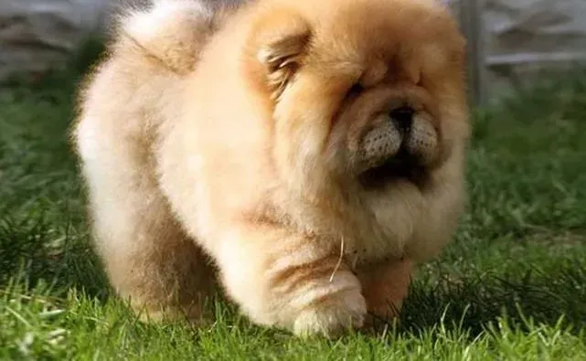 松狮犬|如何做好松狮犬产后护理工作