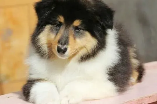 苏格兰牧羊犬|怎样给苏格兰牧羊犬洗脸牙齿