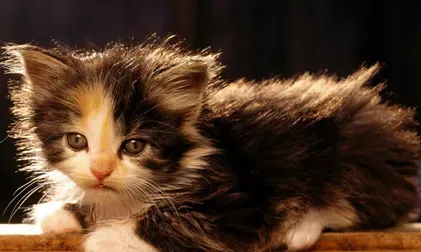 美国短尾猫掉毛吗 掉毛情况不严重 | 美国短尾猫