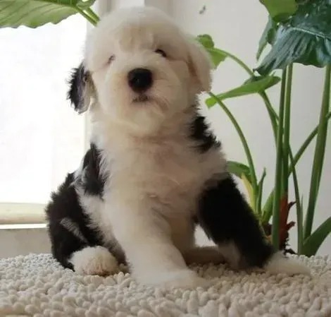 古代牧羊犬|请问古代牧羊犬什么时候开始换毛