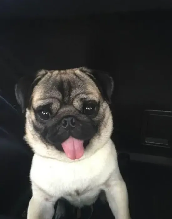 巴哥犬|巴哥犬不能吃的瓜果蔬菜有哪些