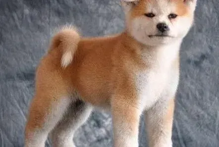 秋田犬|秋田犬细小初期怎么治疗能痊愈