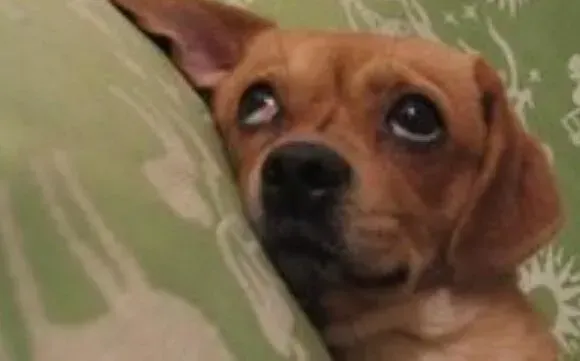 腊肠犬|腊肠狗狗分离忧虑症的症状及改善方法