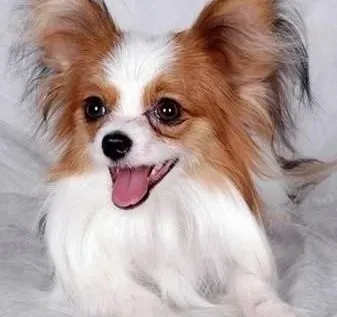 蝴蝶犬|蝴蝶犬扑人恶习纠正的妙招