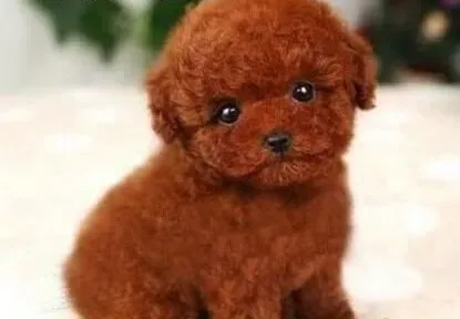 泰迪犬|让泰迪犬养成刷牙的好习惯重点是什么