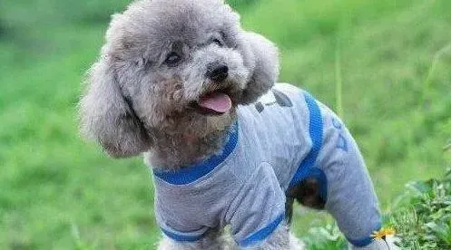 贵宾犬|贵宾犬这两个月太瘦了如何是好