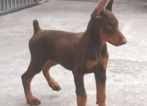 杜宾犬|生活小常识之应对杜宾犬皮屑的两大战术