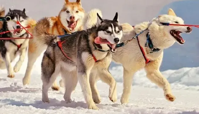 阿拉斯加犬|小小蜱虫不可怕 咬伤阿拉斯加雪橇犬巧治疗