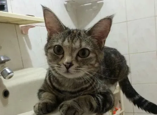 这是历史性的一刻！磨合期的猫狗姐妹罕见在一起 | 狗