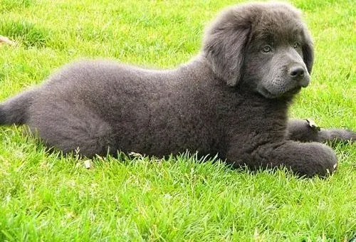 纽芬兰犬|纽芬兰犬没精神老流口水有没有事