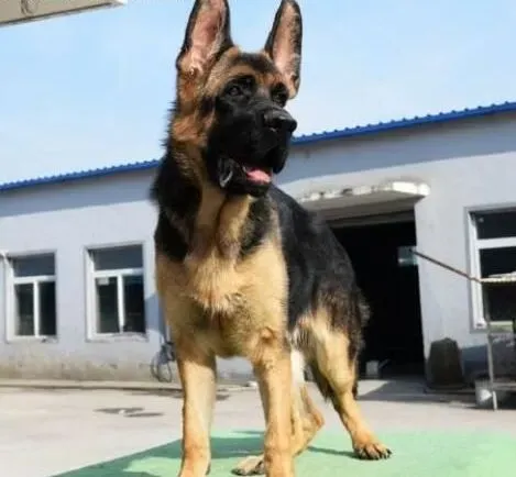 德国牧羊犬|强化条件反射可以加速德国牧羊犬的训练