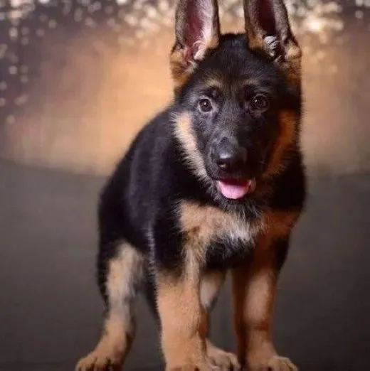 德国牧羊犬|达到食品标准的德国牧羊犬狗粮是怎样分类的