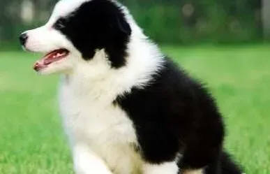 边境牧羊犬|边境牧羊犬产后不进食的解决方案