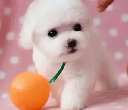 比熊犬|比熊犬四肢无力，后腿突然站不起来了怎么办