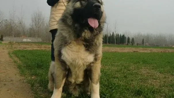 高加索犬|训练高加索犬坐下与起立的方法