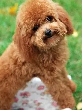 贵宾犬|确诊贵宾犬风湿症的方法和防治措施