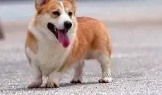 柯基犬|如何训练柯基犬接飞盘 有哪些技巧