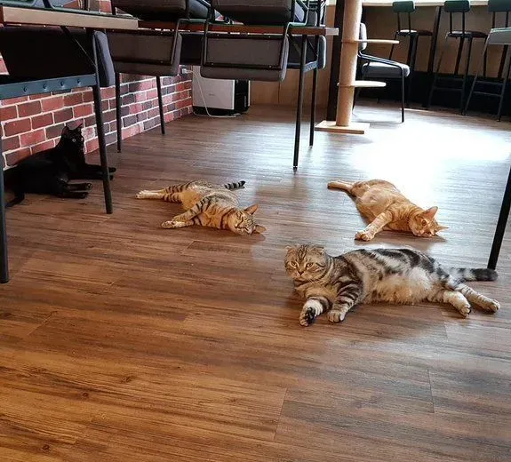 猫咪游乐园主题餐厅  成为未来流浪喵们的庇护所 | 猫