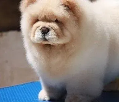 松狮犬|教你轻松帮助松狮犬度过夏天的小方法