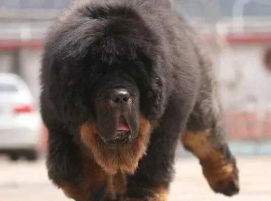 藏獒|解密藏獒行为 为什么藏獒犬讨厌修剪指甲
