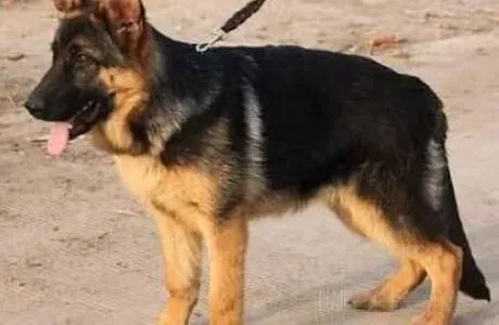 德国牧羊犬|新手入门 如何饲养刚进入家门的德国牧羊犬