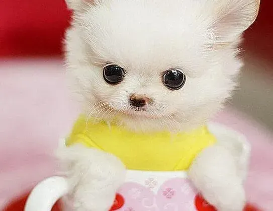 博美犬|博美犬干呕吐白色粘液是什么病