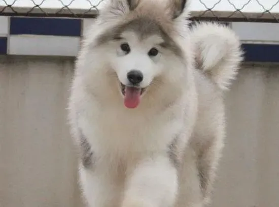 阿拉斯加犬|对于阿拉斯加犬喂食其实是有很多误区的