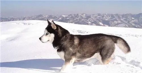 阿拉斯加雪橇犬掉毛程度 春天秋天都有脱毛的现象 | 阿拉斯加雪橇犬