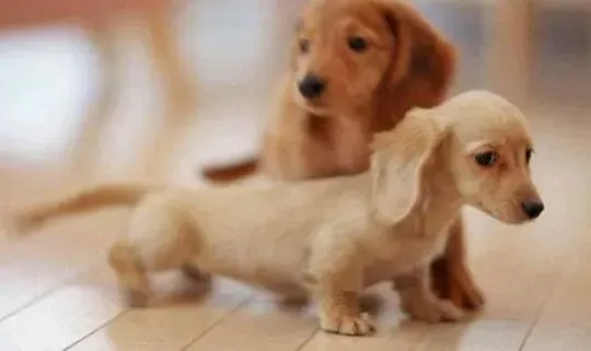 腊肠犬|腊肠犬什么时候配种才合适