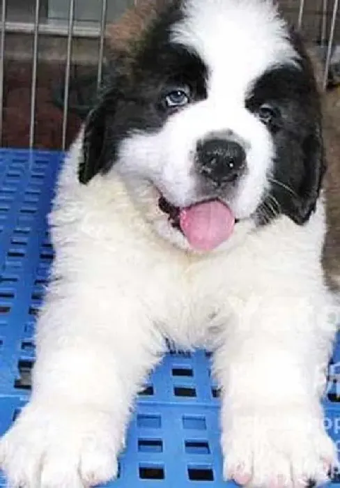 圣伯纳犬|圣伯纳犬第一次月经没来会怀孕吗？