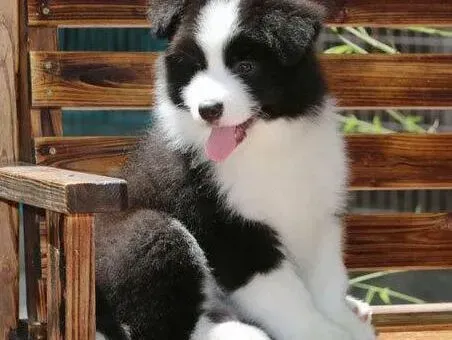 边境牧羊犬|两个月的边境牧羊犬呕吐，后腿无力没事吧