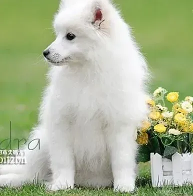 银狐犬|银狐犬连续多日拉稀便有没有事