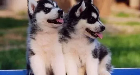 哈士奇|绿水英雄 哈士奇怎样学习游泳的动作