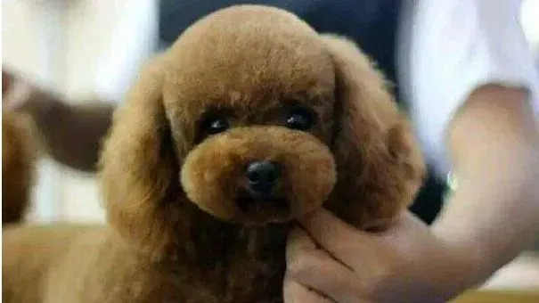 泰迪犬|怎么给泰迪犬断尾 求指教