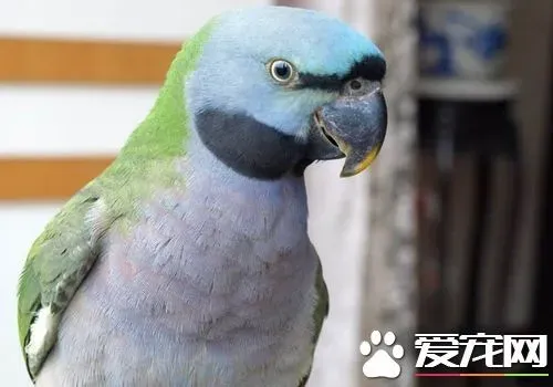 大绯胸鹦鹉饲养 在饲养过程中的几个坏毛病 | 大绯胸鹦鹉
