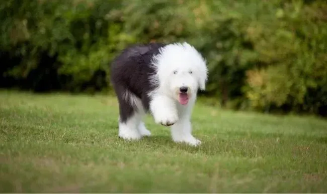 古代牧羊犬|古代牧羊犬身上总是会一块块的掉毛是得了皮肤病吗