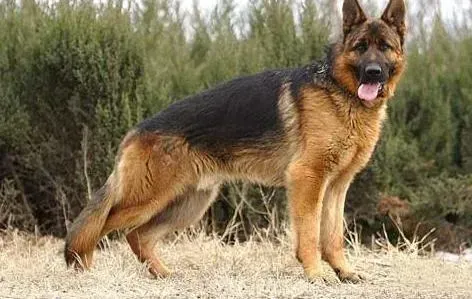 德国牧羊犬|生活小帮手 德国牧羊犬出现乱捡东西行为如何纠正呢