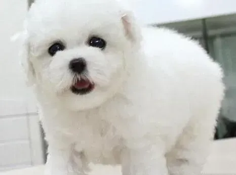 比熊犬|新生的比熊犬应如何预防出现螨虫
