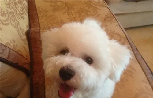比熊和泰迪犬的区别 比熊犬腿比较短一些 | 比熊犬