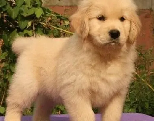 金毛|优秀是练出来的 如何正确教育金毛犬