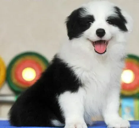 边境牧羊犬|训练会使边境牧羊犬更优秀