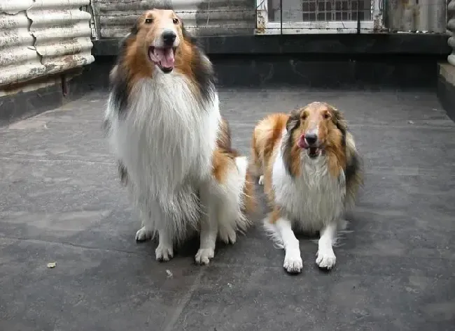 苏格兰牧羊犬|我家苏格兰牧羊犬老喜欢咬人怎么纠正