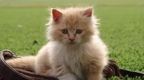 缅因猫能和狗一起养吗 两者性格不一 | 缅因猫