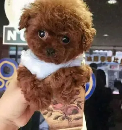 泰迪犬|泰迪犬经常会出现哪些方面的毛病 应该怎样解决